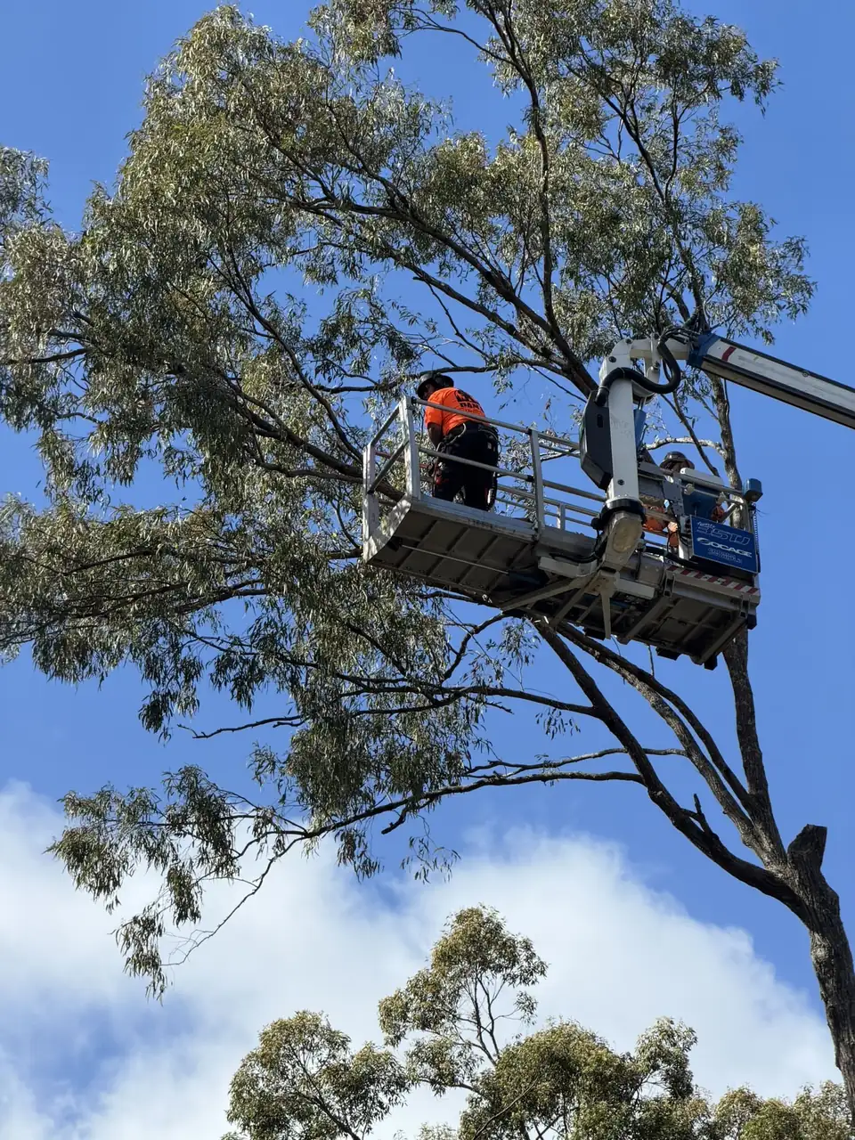 EWP bucket raised into a gum tree canopy for pruning