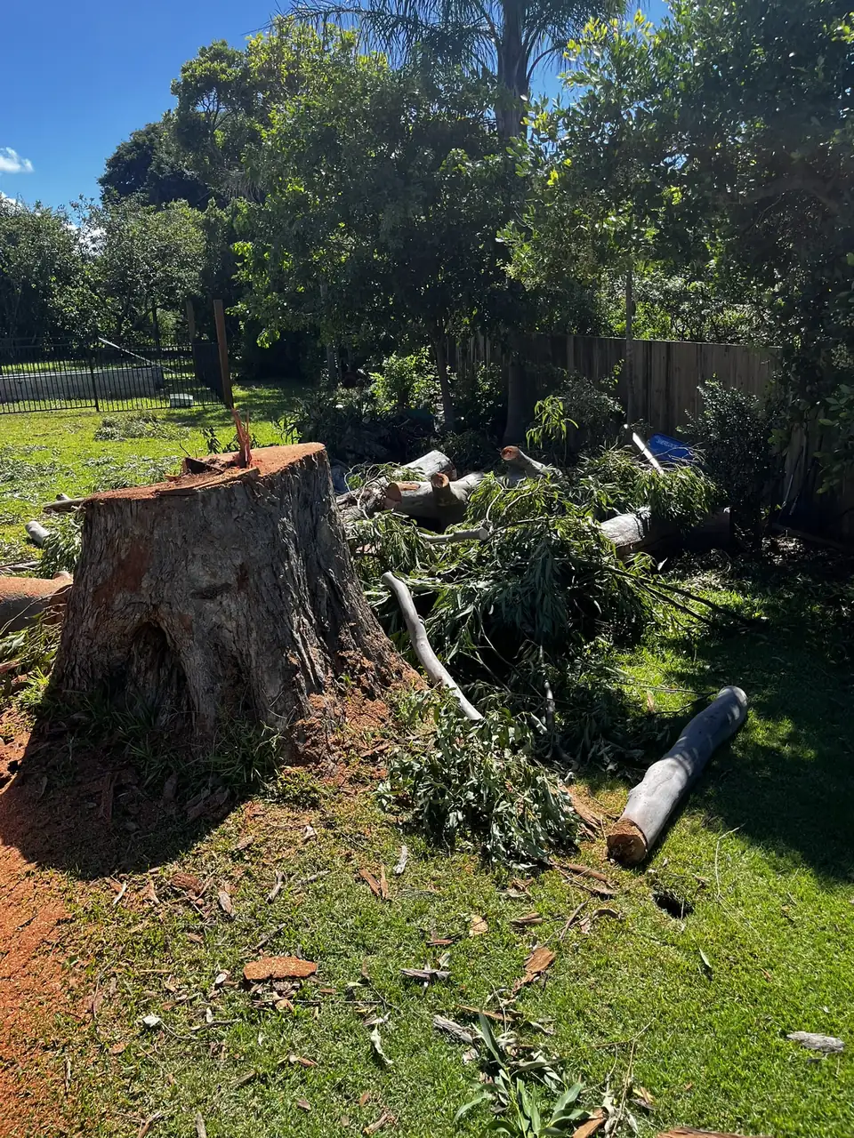 Large stump left after a tree removal, ready for grinding