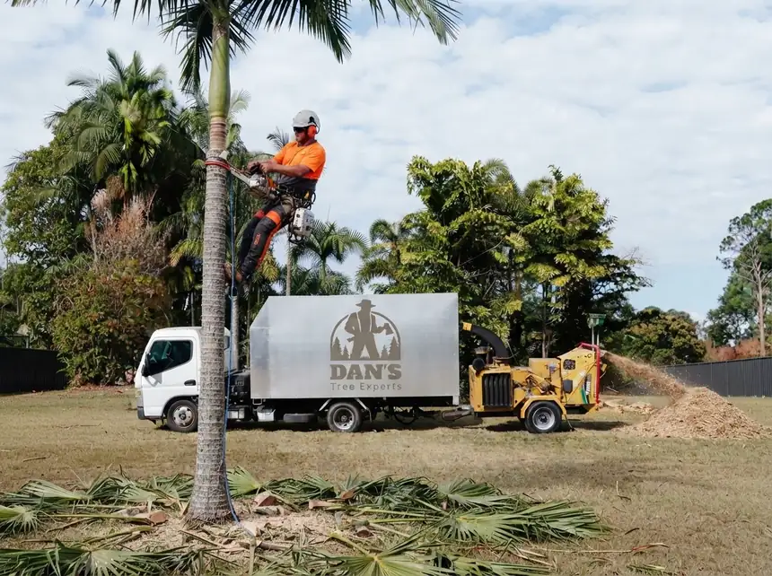 Dan's Tree Experts climber removing a palm tree beside the tipper truck and wood chipper in Brisbane