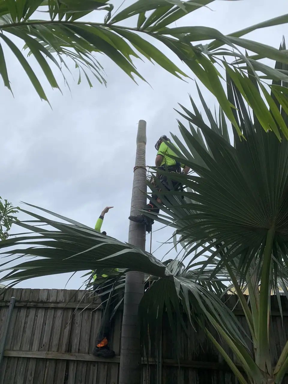 Climbing arborist removing a fan palm beside a timber fence