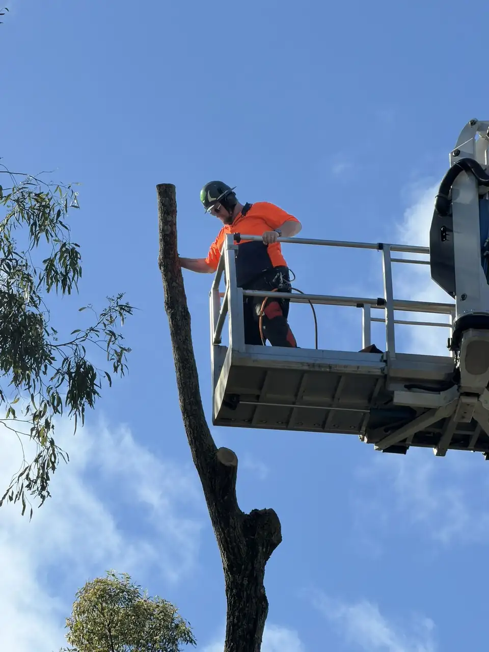 Arborist dismantling a bare trunk in sections from the elevated work platform