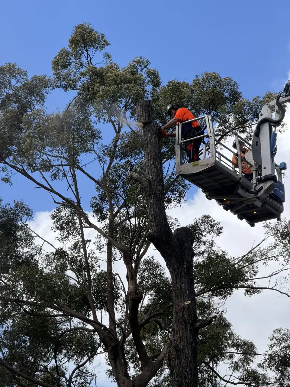 Tree trimming from the EWP high in a eucalypt canopy